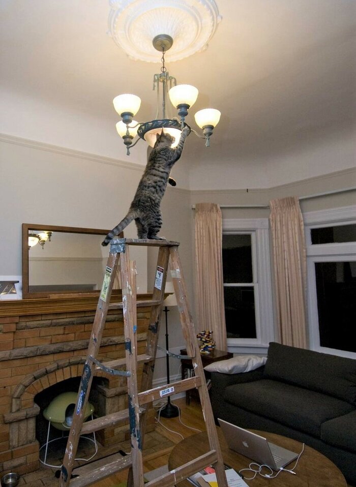 Пушистая бригада) Кот, Юмор, Длиннопост, Ремонт