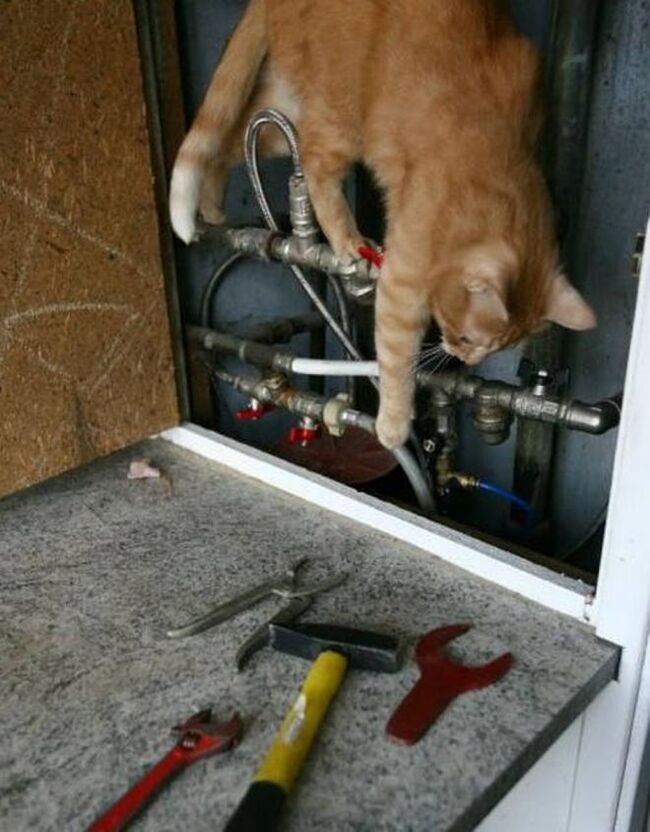 Пушистая бригада) Кот, Юмор, Длиннопост, Ремонт