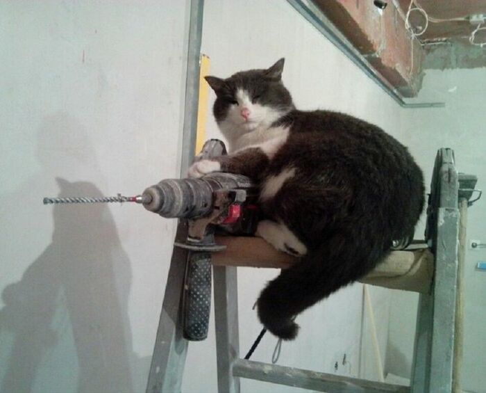 Пушистая бригада) Кот, Юмор, Длиннопост, Ремонт