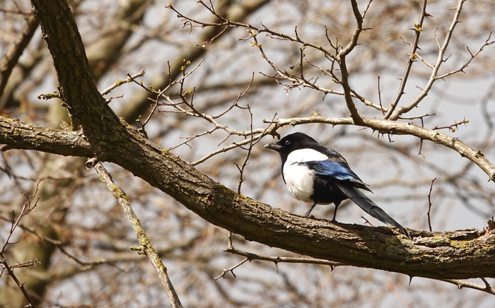 Сорока тоже захотела на фото