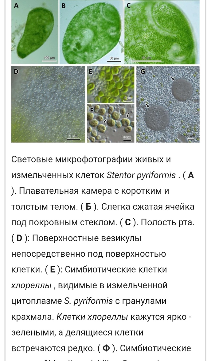 Инфузории переходят на Светлую сторону
