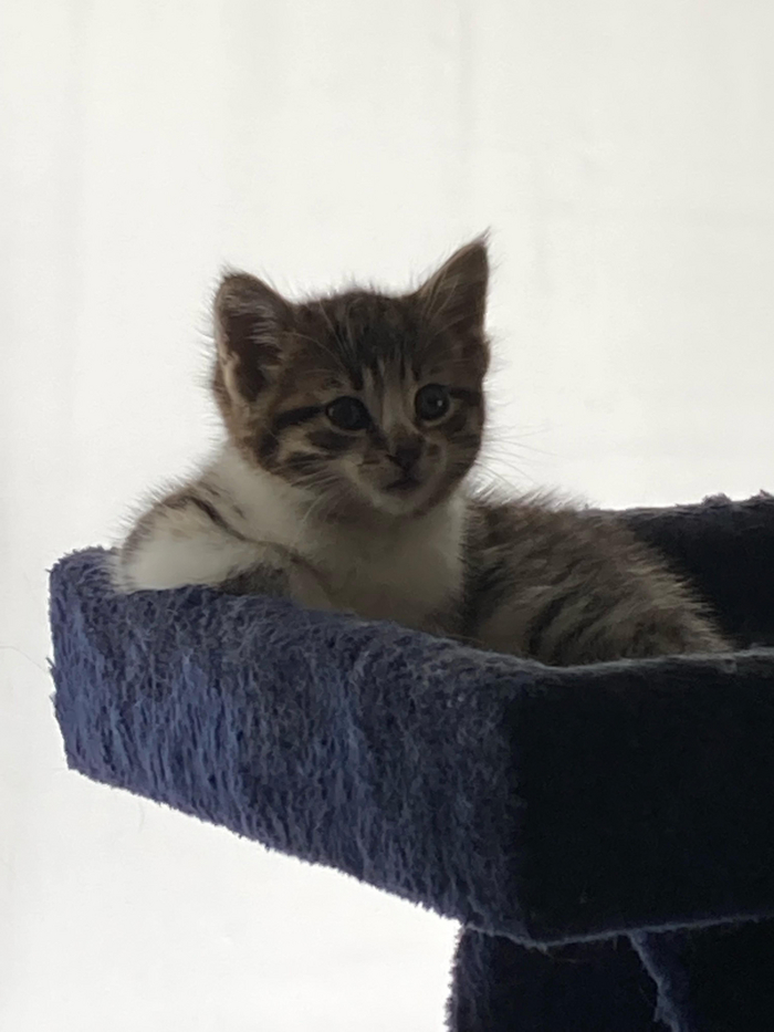 � ����� ���