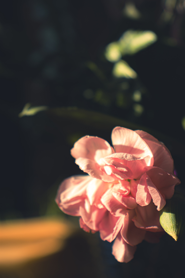 ... , , , , Photoshop,  , Canon, ,  , , 