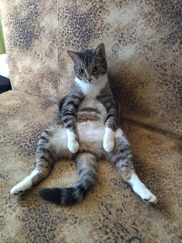 Котику так удобно