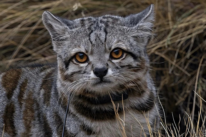 Адская кошка картинки