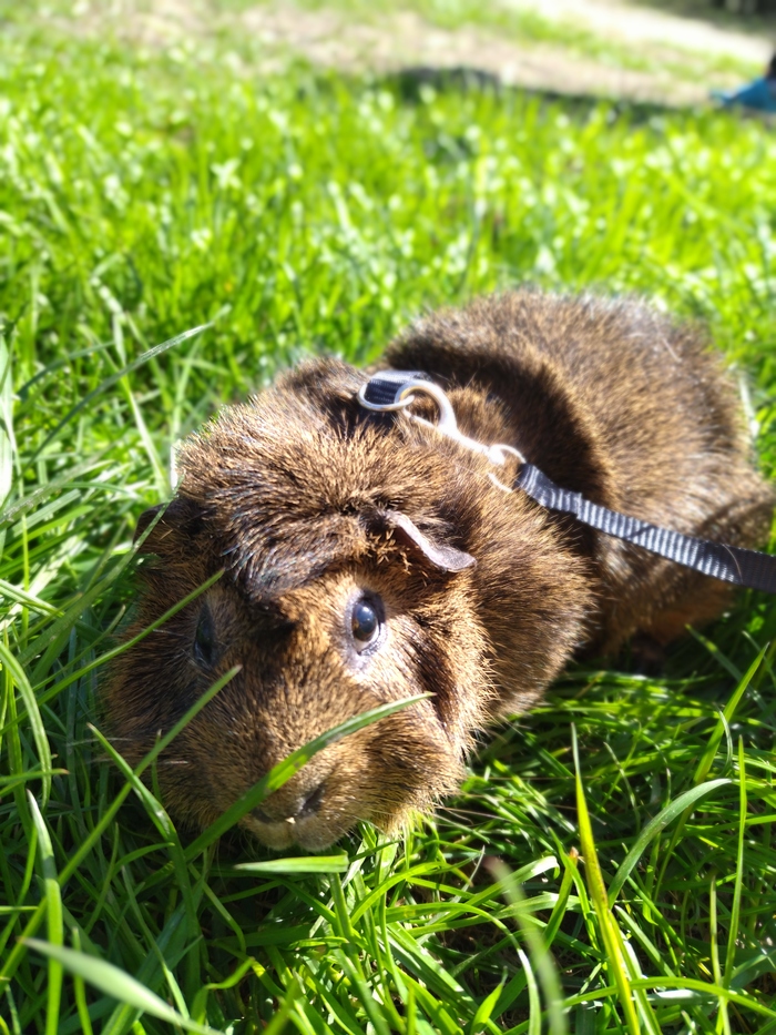 ������� ���� ������� ������, ����� ��������, ����������, �������� ��������