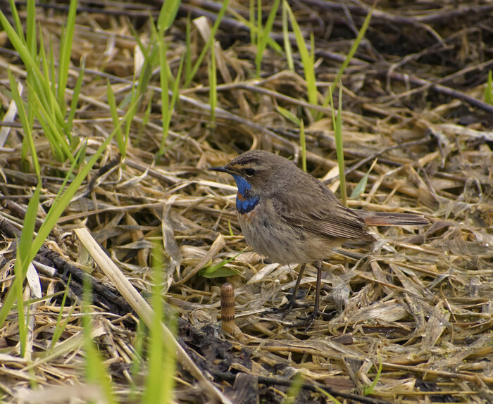 Простите, но я снова с варакушкой