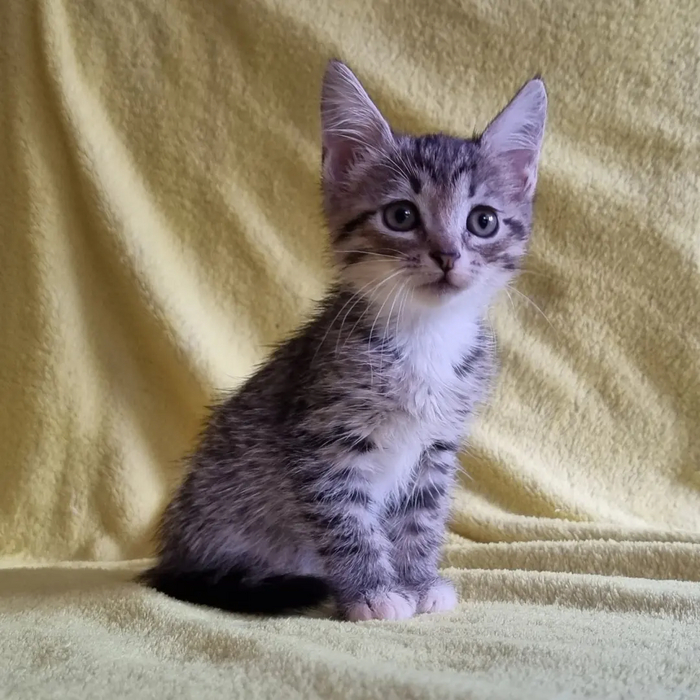 ��������� ���� � ���� ������, ���, � ������ ����, ������, ������ ��������, �������� ��������, ��� ��������, ����������