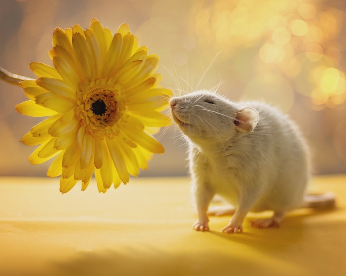 ���� ������, �����, ����������