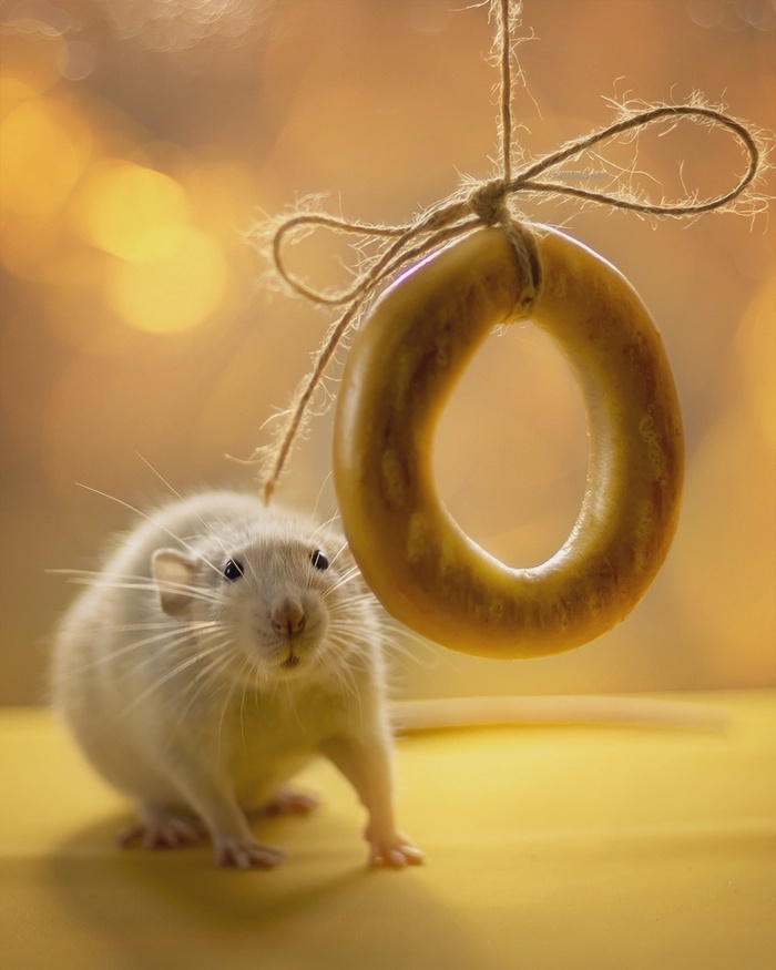 ���� ������, �����, ����������