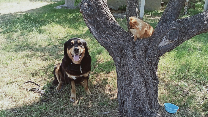 Слон и моська