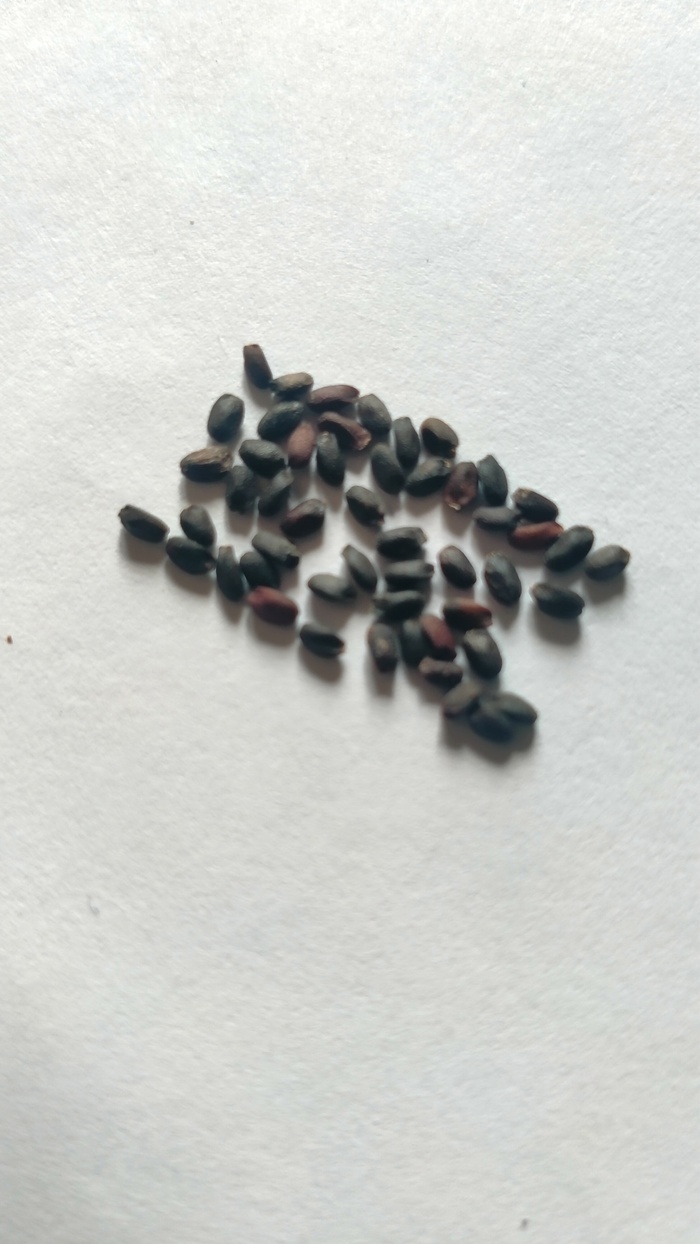 Добрый день, при сборе семян базилика заметил, что некоторые семена бордового цвета. Пригодны ли такие семена к посадке?