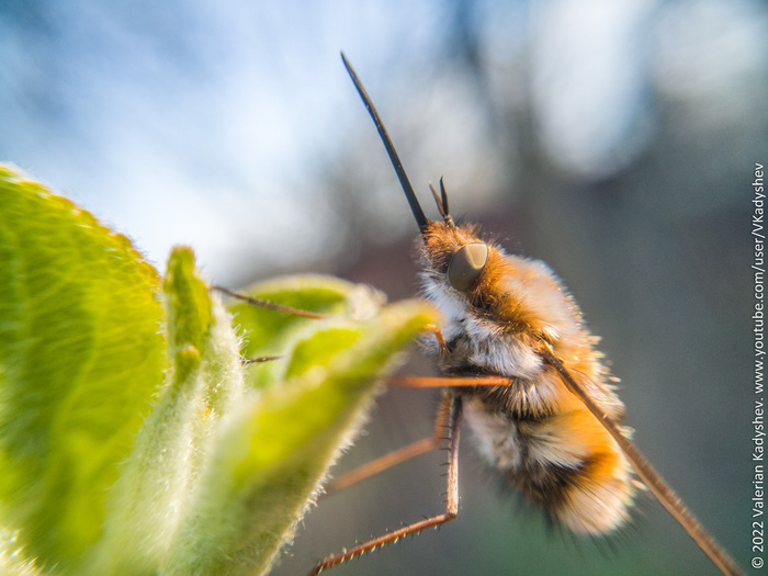   Bombyliidae , , , ,  , Xiaomi Redmi Note 11, , , YouTube, 