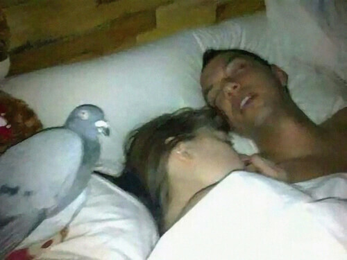 Голубі з Росії : просто літають Голубі з України :