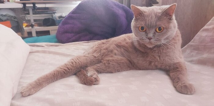 Операция "Спасение котиков ДНР" часть 3 Сила Пикабу, ДоброВспышка, Кот, Собака, Животные, Домашние животные, Пикабушники, Помощь животным, ДНР, Длиннопост