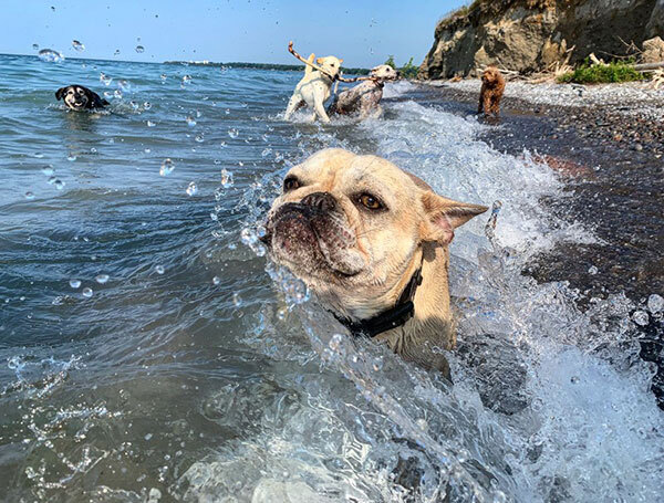 Хорошие собаки - всех пород