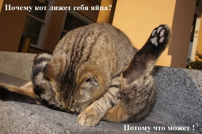 Почему кот лижет себе яйца?
