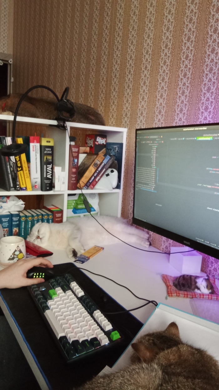 Сколько насчитали спящих котиков?