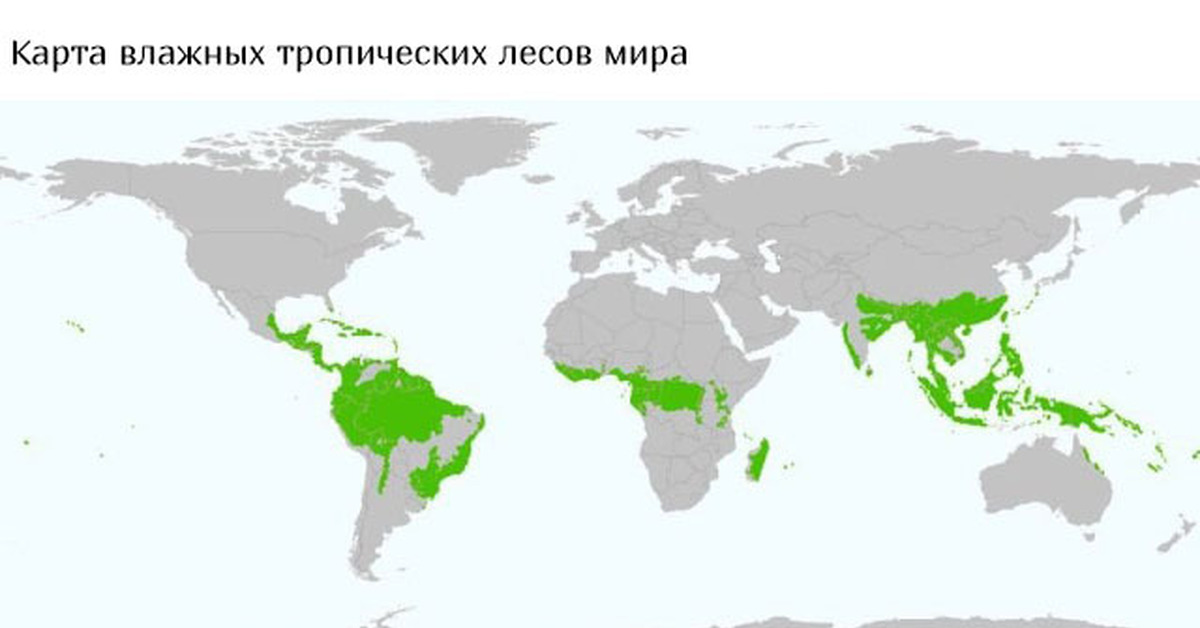 Карта лесов в мире