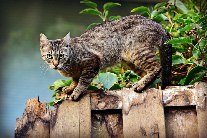 Ученые выяснили, где домашние кошки бродят во время прогулок Кот, Животные, Ученые, Исследования, Факты