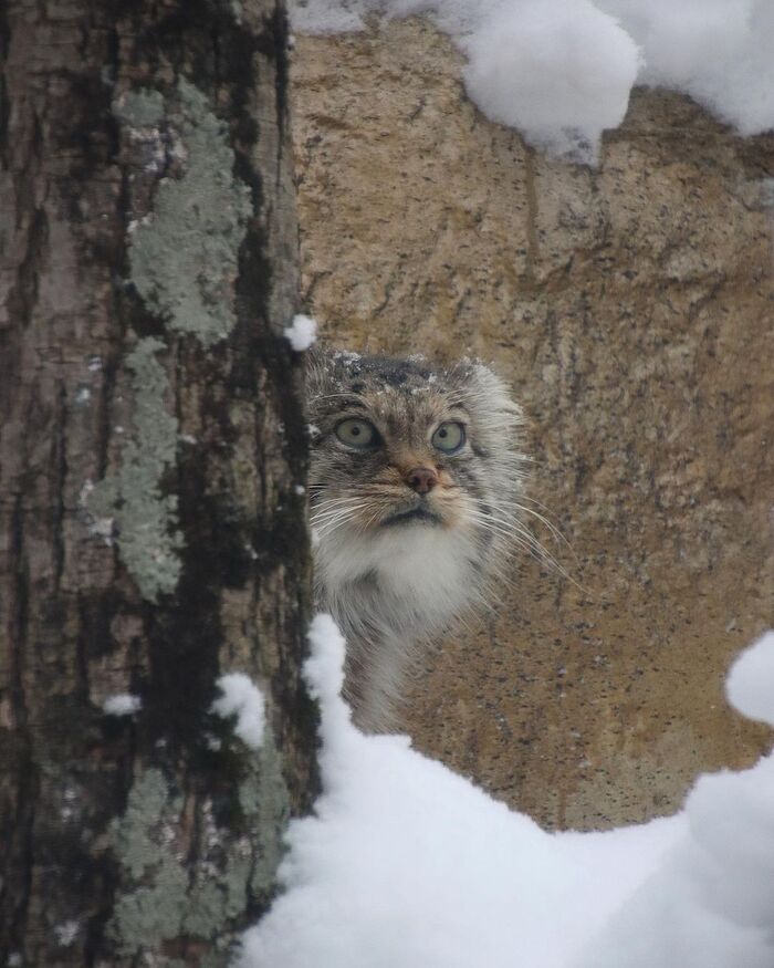 Дратути. Вы милого и пушистого котика погладить не хотите случайно?