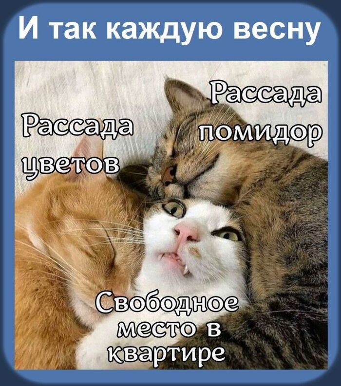 И ТАК КАЖДУЮ ВЕСНУ...