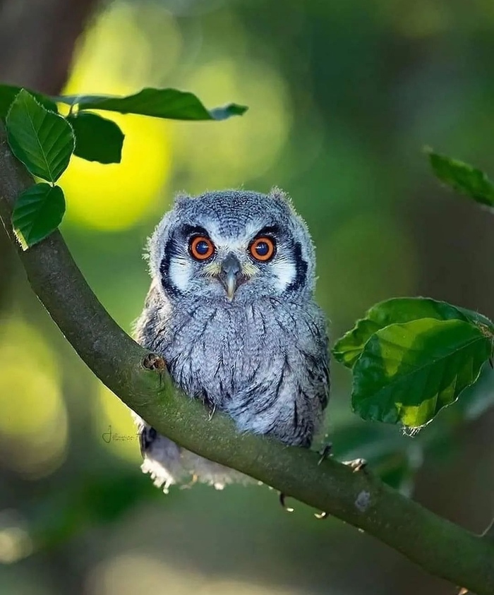 Чудный малыш