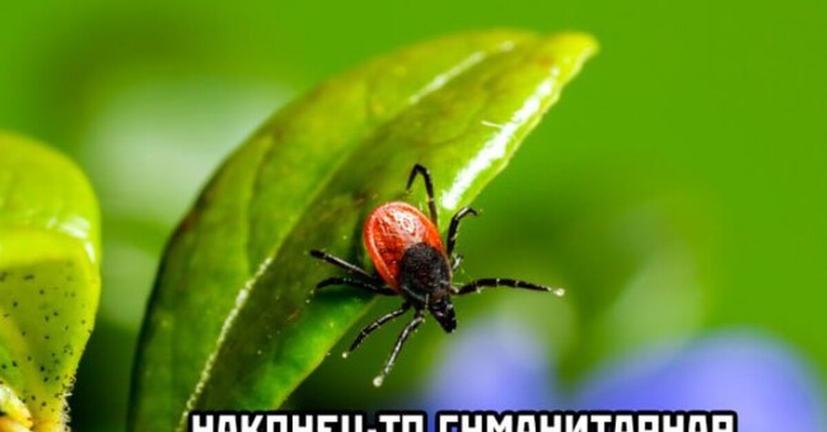 Клещи


<div class=
