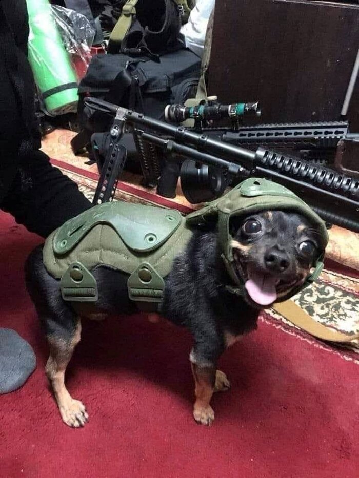 Бронированый бандеропес украинской армии