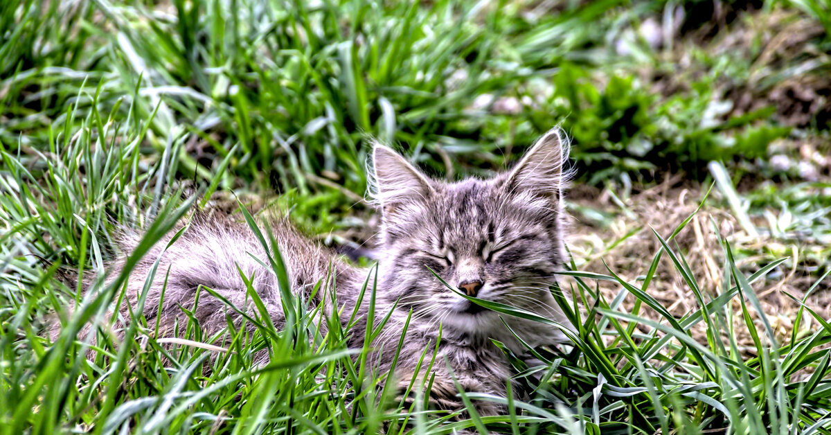 Котенок В Траве Фото