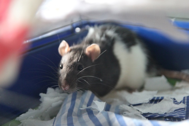 Пол дня бегал чтоб сфотографировать :)