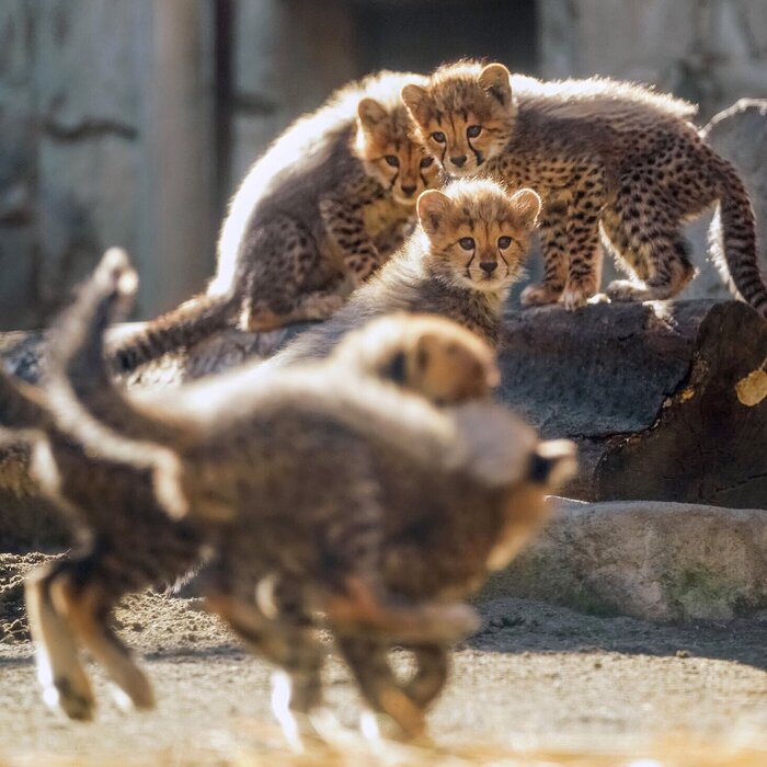 Пушистая банда