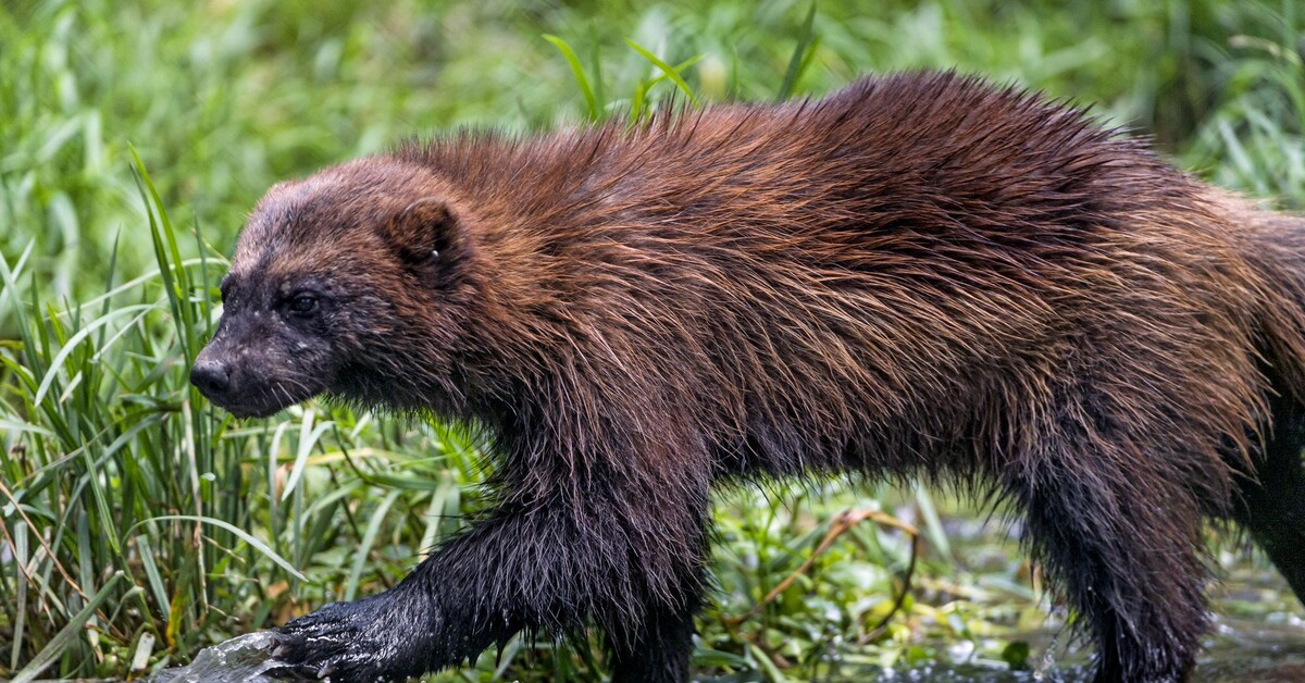 Росомаха гладит фото