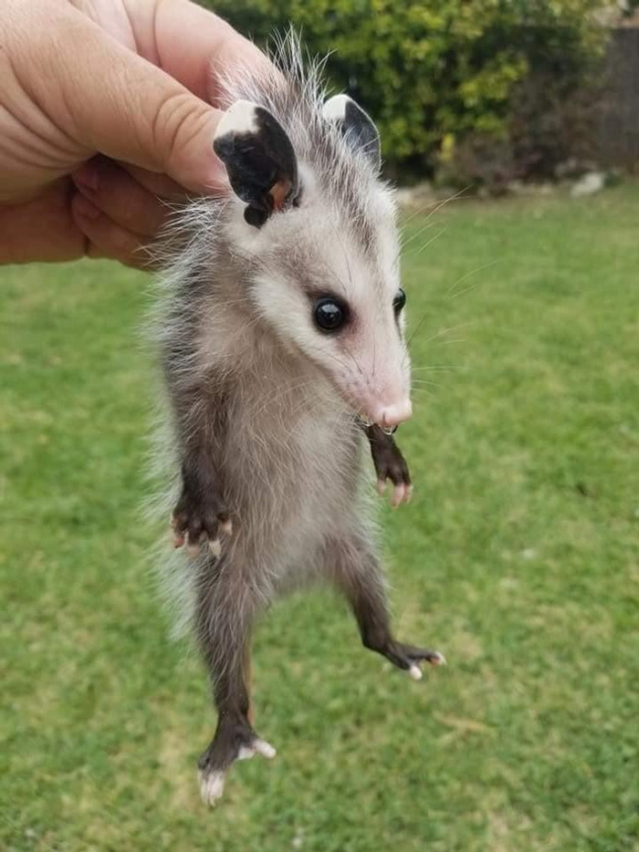 Попался воришка