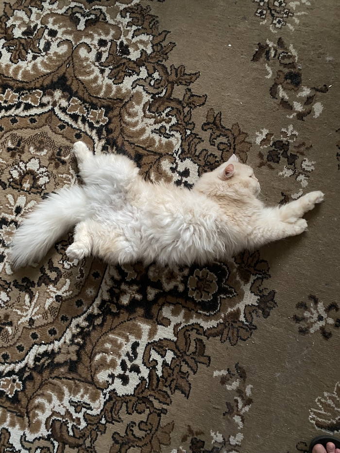 Неслучайный ренессанс