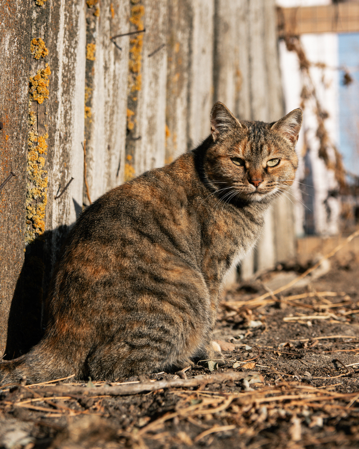 Слышь, вискас есть? А если найду!