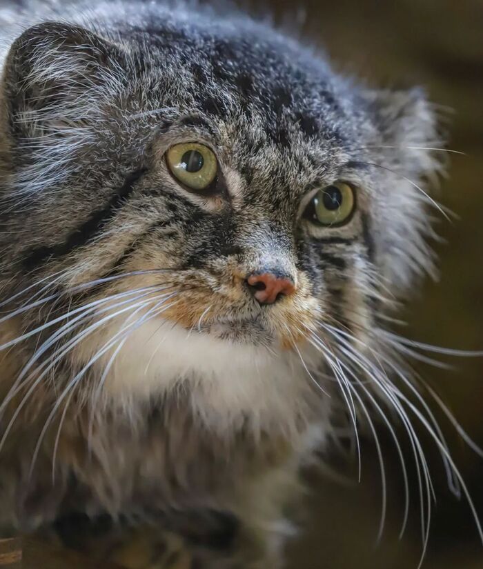 Дружелюбная мордашка