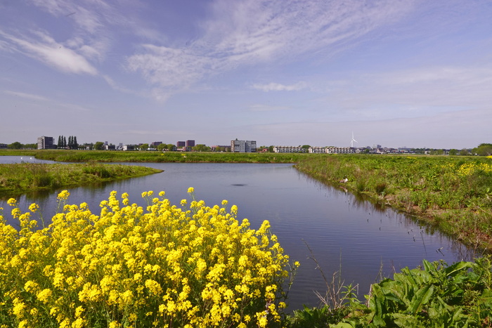 Вчера в Голландии был такой день
