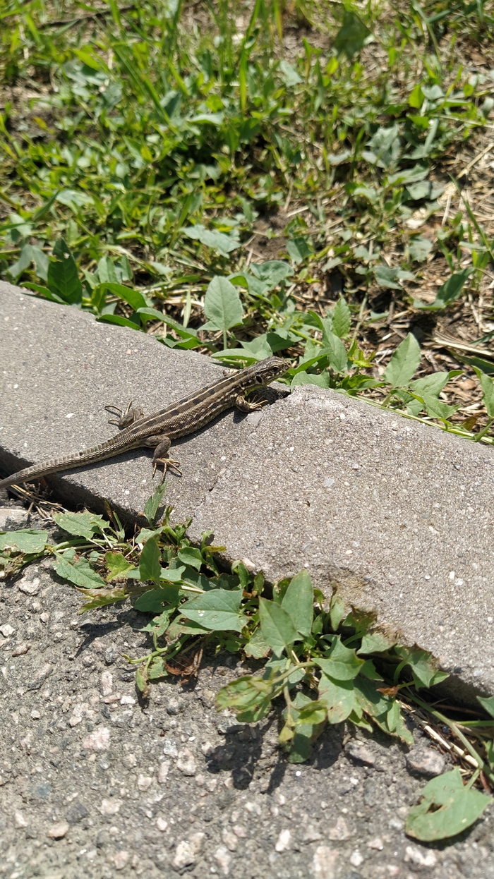 Красотка, которая мне позировала