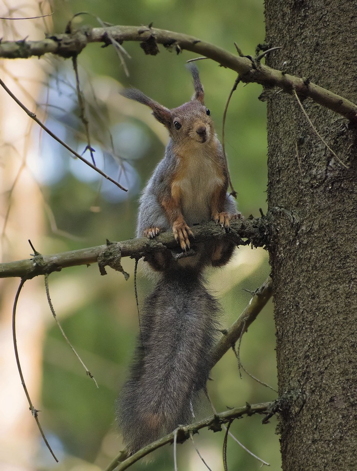 ������ �������