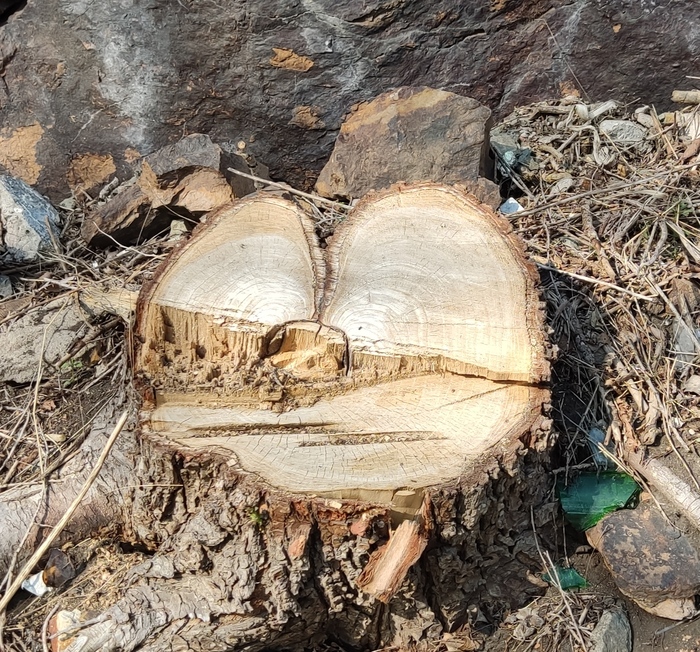 Васенька. Ива, бензопила, неизвестный художник. Эскиз