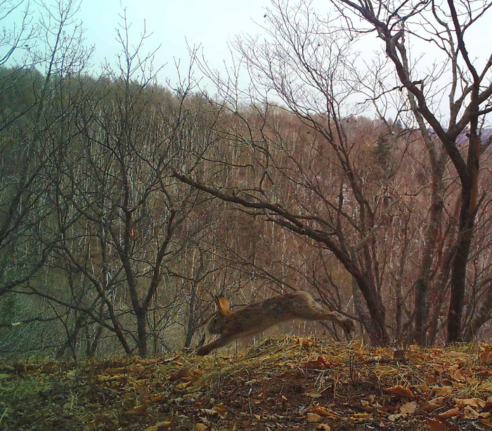 Прыг! Заяц, Земля Леопарда, Национальный парк, Дикие животные, Красота природы, Дикая природа, Фотография, Приморский край