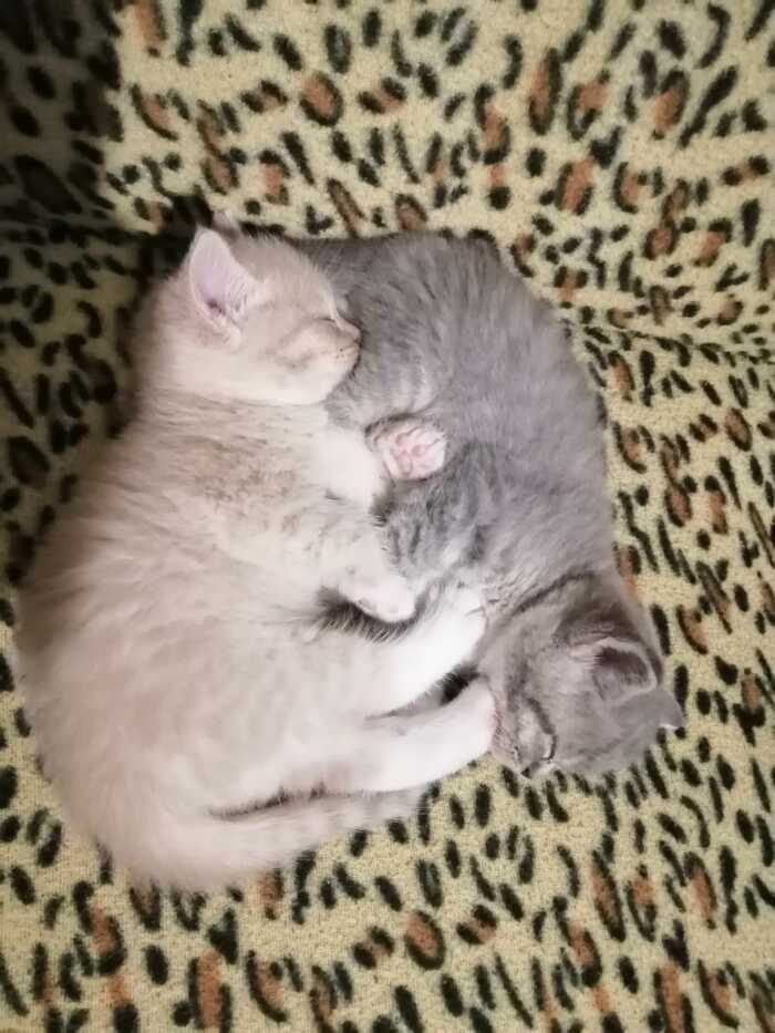 Кошачий инь-янь