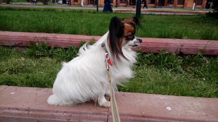 Собачий будильник