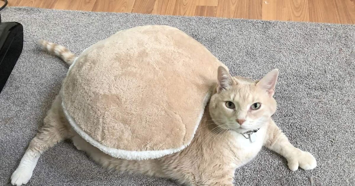 Толстого кота в мире. Кот Бронсон. Толстый кот. Самый жирный кот.