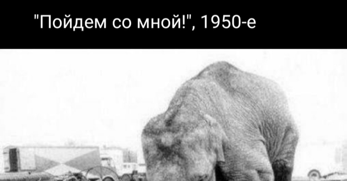 Слоник | Пикабу