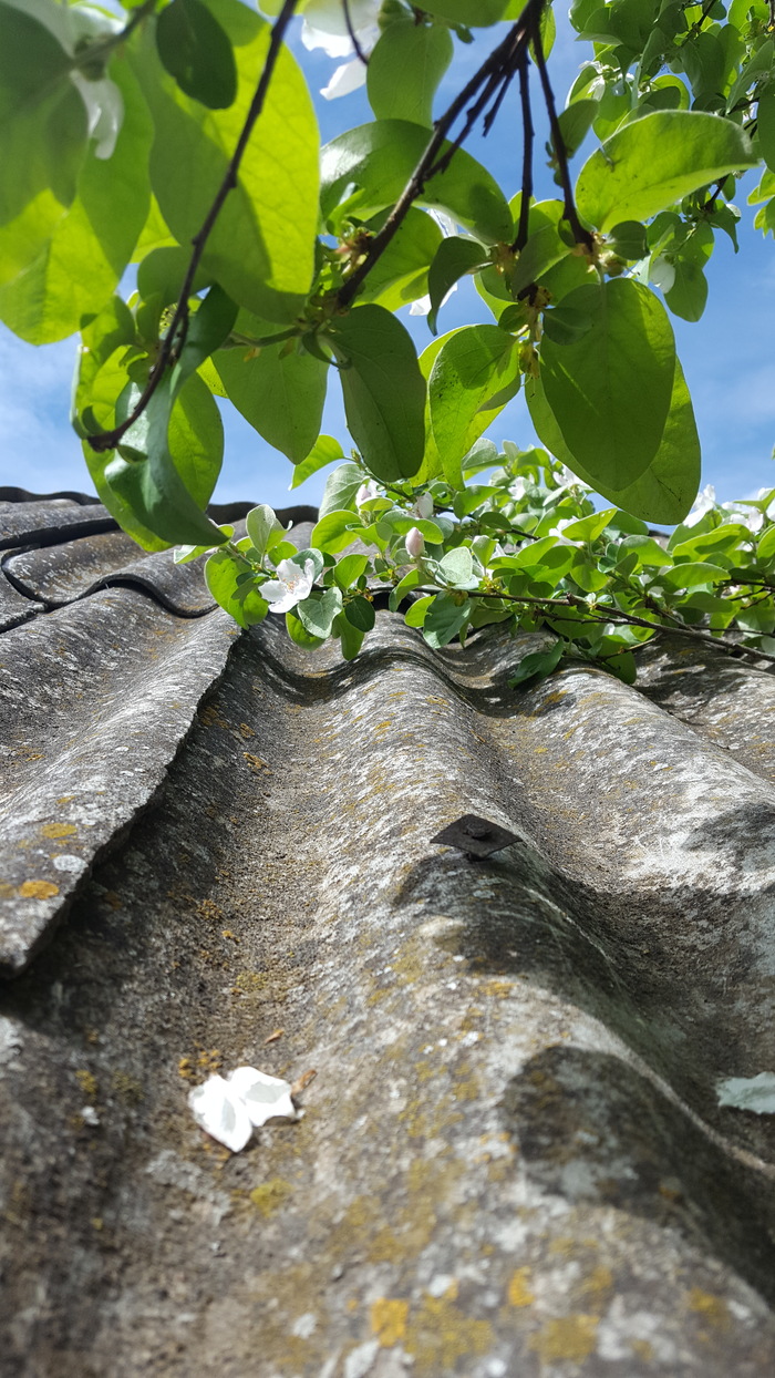 Яблоня в бабушкином саду