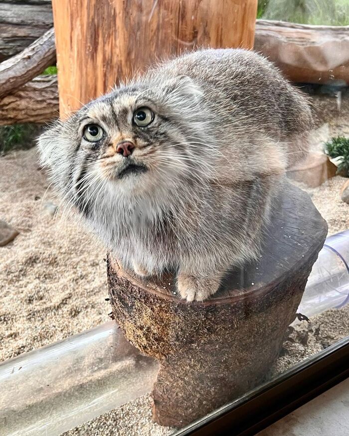 А вы уже погладили сегодня котика?