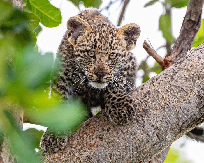 Наблюдатель