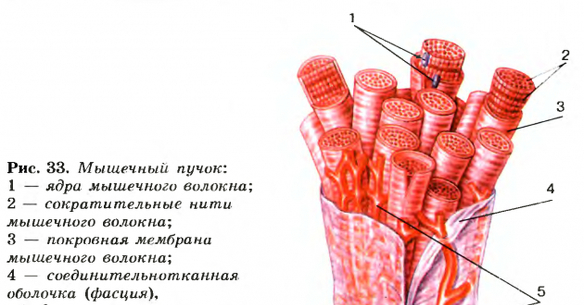 Пучки мышц. Пучок мышечных волокон строение. Строение пучка мышечных волокон скелетной мышцы. Пучок мышечных волокон скелетной мышцы рисунок. Строение Пучков мышечных волокон.